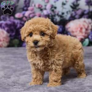 Pansy, Bich-Poo Puppy